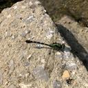 Image of Nihonogomphus gilvus