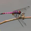 Image of Trithemis hartwigi