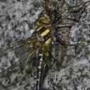 Image of Neallogaster lunifera