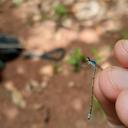Image of Acanthagrion kennedii