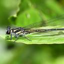 Image of Anisopleura bipugio