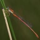 Image of Ceriagrion sakejii