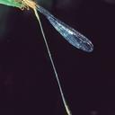 Image of Metaleptobasis leniloba