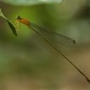 Image of Amphicnemis bonita