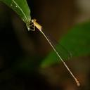 Image of Metaleptobasis selysi