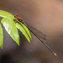 Image of Pseudagrion deflexum