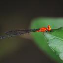 Image of Pseudagrion declaratum