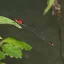 Image of Pseudagrion igneum