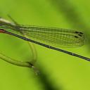 Image of Pseudagrion acutidens