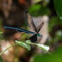 Image of Atrocalopteryx coomani