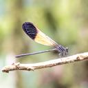 Image of Polythore ornata