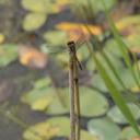 Image of Sympetrum maculatum