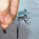 Image of Erythrodiplax angustipennis