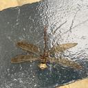 Image of Gynacantha congolica