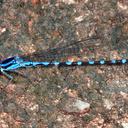 Image of Argia joallynae