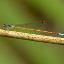 Image of Leptagrion cyanostigma