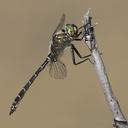 Image of Somatochlora albicincta