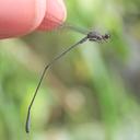 Image of Epipleoneura pereirai