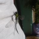 Image of Rhionaeschna vazquezae