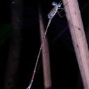 Image of Lestes curvatus