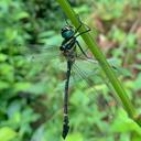 Image of Macromia miniata