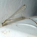Image of Aciagrion heterostictum