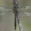 Image of Somatochlora septentrionalis
