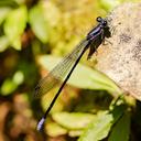Image of Argia schorri