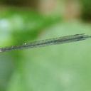 Image of Allocnemis elongata