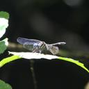 Image of Tetrathemis corduliformis