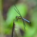 Image of Tapeinothemis boharti