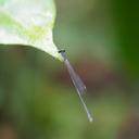 Image of Teinobasis palauensis