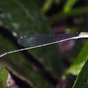 Image of Aciagrion