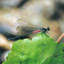 Image of Calicnemia rectangulata