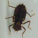 Image of Antipodochlora braueri