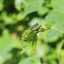 Image of Pseudagrion pontogenes