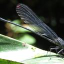 Image of Mnesarete loutoni