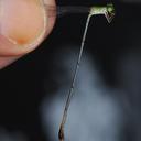 Image of Teinobasis cryptica
