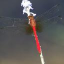 Image of Rhodopygia cardinalis