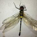Image of Macromia calliope