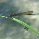 Image of Pseudagrion coriaceum