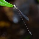 Image of Telosticta bidayuh