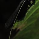 Image of Protoneura klugi