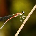 Image of Disparocypha