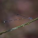 Image of Protosticta mortoni