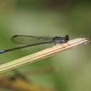 Image of Argia mollis