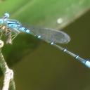 Image of Telebasis dunklei