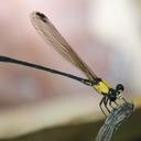 Image of Miocora notoxantha