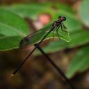 Image of Heteropodagrion nigripes