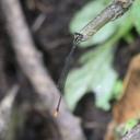 Image of Allocnemis maccleeryi